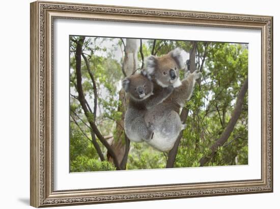 Koala Mother with Piggybacking Young Climbs Up-null-Framed Photographic Print