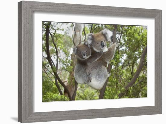 Koala Mother with Piggybacking Young Climbs Up-null-Framed Photographic Print