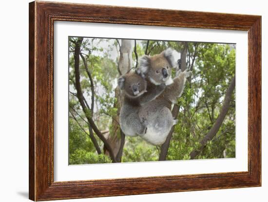 Koala Mother with Piggybacking Young Climbs Up-null-Framed Photographic Print