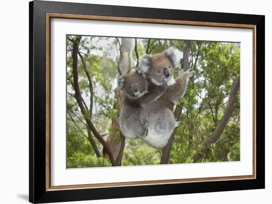 Koala Mother with Piggybacking Young Climbs Up-null-Framed Photographic Print