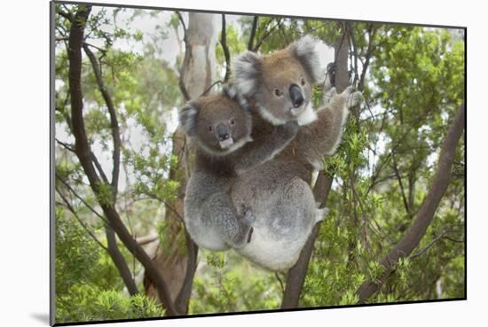 Koala Mother with Piggybacking Young Climbs Up-null-Mounted Photographic Print