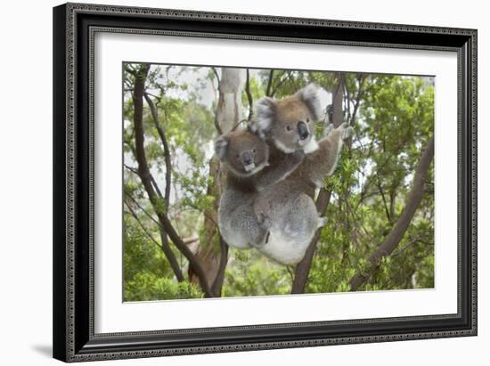 Koala Mother with Piggybacking Young Climbs Up-null-Framed Photographic Print