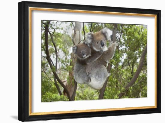 Koala Mother with Piggybacking Young Climbs Up-null-Framed Photographic Print