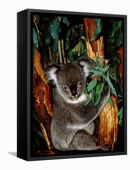 Koala on Eucalyptus, Featherdale Wildlife Park, Sydney, Australia-Cindy Miller Hopkins-Framed Premier Image Canvas