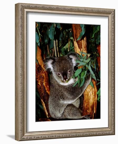 Koala on Eucalyptus, Featherdale Wildlife Park, Sydney, Australia-Cindy Miller Hopkins-Framed Photographic Print