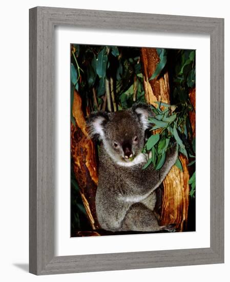 Koala on Eucalyptus, Featherdale Wildlife Park, Sydney, Australia-Cindy Miller Hopkins-Framed Photographic Print