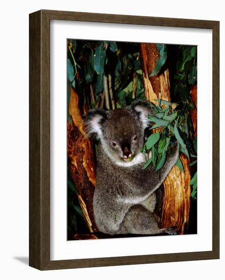 Koala on Eucalyptus, Featherdale Wildlife Park, Sydney, Australia-Cindy Miller Hopkins-Framed Photographic Print