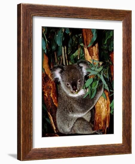 Koala on Eucalyptus, Featherdale Wildlife Park, Sydney, Australia-Cindy Miller Hopkins-Framed Photographic Print