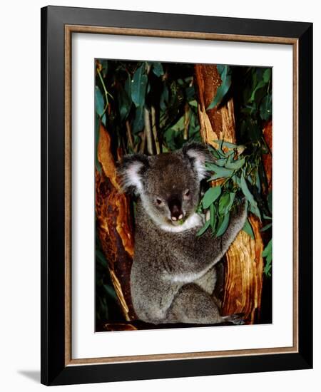 Koala on Eucalyptus, Featherdale Wildlife Park, Sydney, Australia-Cindy Miller Hopkins-Framed Photographic Print