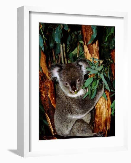 Koala on Eucalyptus, Featherdale Wildlife Park, Sydney, Australia-Cindy Miller Hopkins-Framed Photographic Print