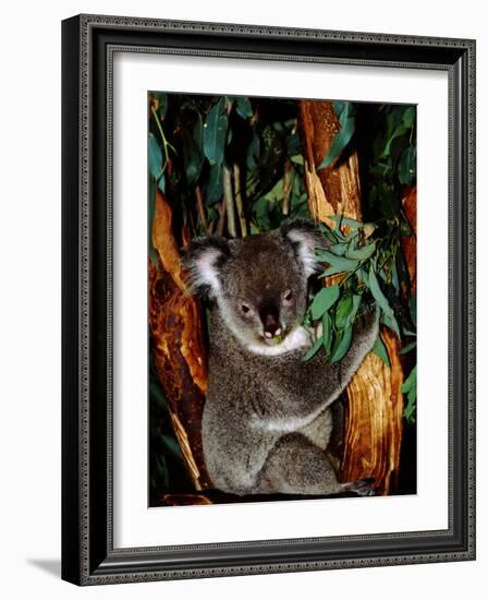 Koala on Eucalyptus, Featherdale Wildlife Park, Sydney, Australia-Cindy Miller Hopkins-Framed Photographic Print