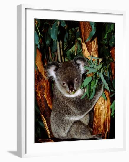 Koala on Eucalyptus, Featherdale Wildlife Park, Sydney, Australia-Cindy Miller Hopkins-Framed Photographic Print