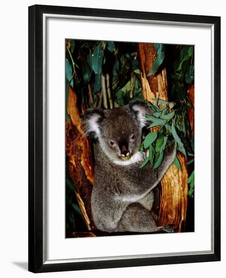 Koala on Eucalyptus, Featherdale Wildlife Park, Sydney, Australia-Cindy Miller Hopkins-Framed Photographic Print