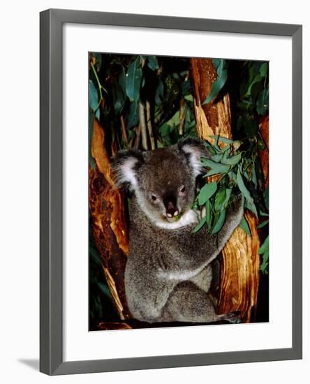 Koala on Eucalyptus, Featherdale Wildlife Park, Sydney, Australia-Cindy Miller Hopkins-Framed Photographic Print