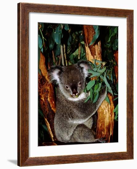 Koala on Eucalyptus, Featherdale Wildlife Park, Sydney, Australia-Cindy Miller Hopkins-Framed Photographic Print