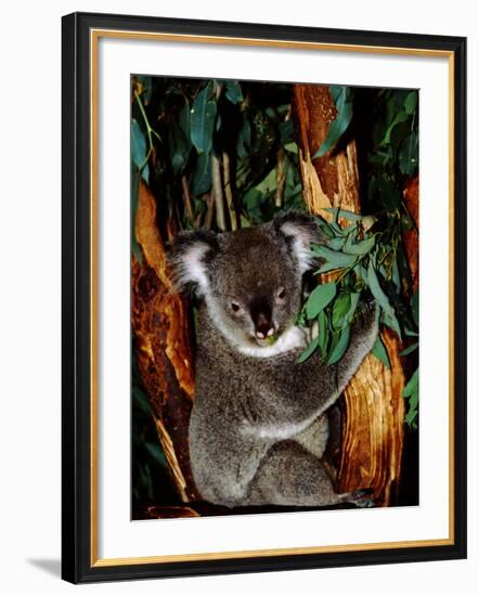 Koala on Eucalyptus, Featherdale Wildlife Park, Sydney, Australia-Cindy Miller Hopkins-Framed Photographic Print