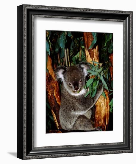 Koala on Eucalyptus, Featherdale Wildlife Park, Sydney, Australia-Cindy Miller Hopkins-Framed Premium Photographic Print