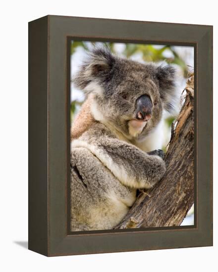 Koala, Ottway National Park, Victoria, Australia-Mark Mawson-Framed Premier Image Canvas