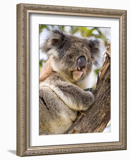 Koala, Ottway National Park, Victoria, Australia-Mark Mawson-Framed Photographic Print