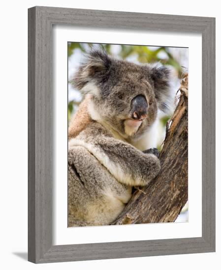 Koala, Ottway National Park, Victoria, Australia-Mark Mawson-Framed Photographic Print