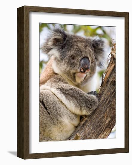 Koala, Ottway National Park, Victoria, Australia-Mark Mawson-Framed Photographic Print