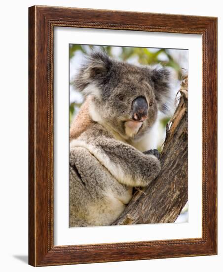 Koala, Ottway National Park, Victoria, Australia-Mark Mawson-Framed Photographic Print