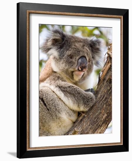 Koala, Ottway National Park, Victoria, Australia-Mark Mawson-Framed Photographic Print