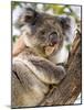 Koala, Ottway National Park, Victoria, Australia-Mark Mawson-Mounted Photographic Print