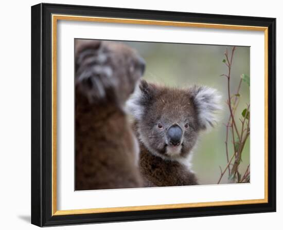 Koala (Phascolarctos Cinereus), in a Eucalyptus Tree, Yanchep National Park, Australia-Thorsten Milse-Framed Photographic Print