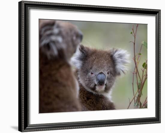 Koala (Phascolarctos Cinereus), in a Eucalyptus Tree, Yanchep National Park, Australia-Thorsten Milse-Framed Photographic Print