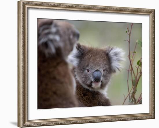 Koala (Phascolarctos Cinereus), in a Eucalyptus Tree, Yanchep National Park, Australia-Thorsten Milse-Framed Photographic Print