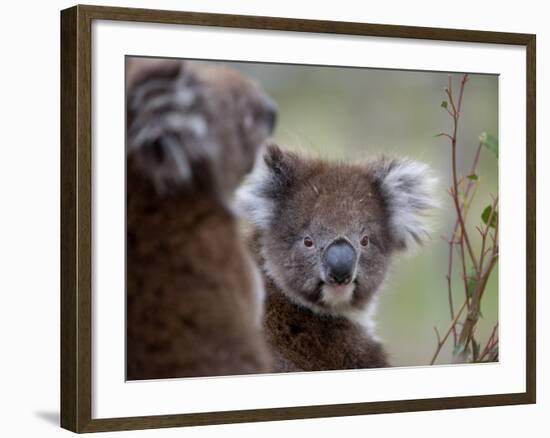 Koala (Phascolarctos Cinereus), in a Eucalyptus Tree, Yanchep National Park, Australia-Thorsten Milse-Framed Photographic Print