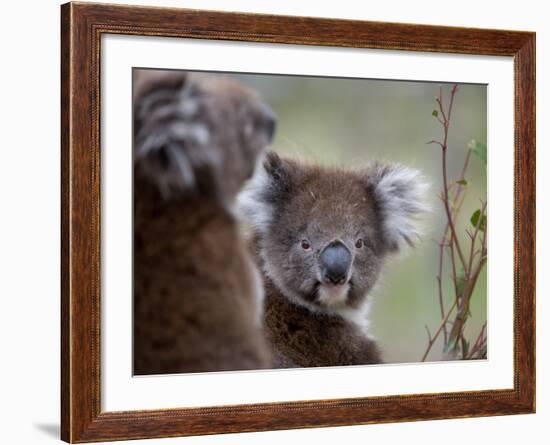 Koala (Phascolarctos Cinereus), in a Eucalyptus Tree, Yanchep National Park, Australia-Thorsten Milse-Framed Photographic Print