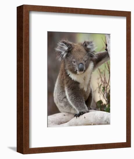 Koala (Phascolarctos Cinereus) in a Eucalyptus Tree, Yanchep National Park, West Australia-null-Framed Photographic Print