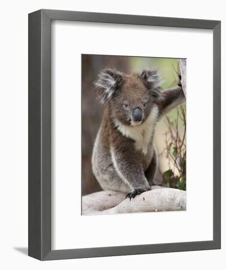 Koala (Phascolarctos Cinereus) in a Eucalyptus Tree, Yanchep National Park, West Australia-null-Framed Photographic Print