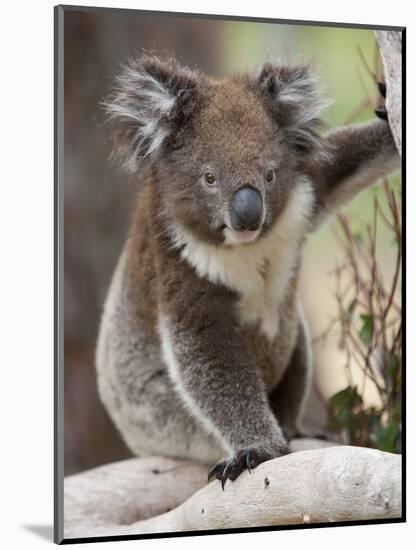 Koala (Phascolarctos Cinereus) in a Eucalyptus Tree, Yanchep National Park, West Australia-null-Mounted Photographic Print