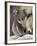 Koala (Phascolarctos Cinereus) in a Eucalyptus Tree, Yanchep National Park, West Australia-null-Framed Photographic Print