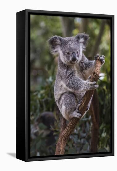 Koala (Phascolarctos cinereus), Lone Pine Sanctuary, Brisbane, Queensland, Australia, Pacific-Michael Runkel-Framed Premier Image Canvas