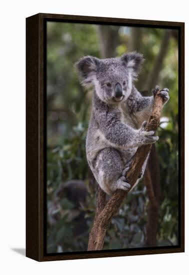 Koala (Phascolarctos cinereus), Lone Pine Sanctuary, Brisbane, Queensland, Australia, Pacific-Michael Runkel-Framed Premier Image Canvas