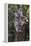 Koala (Phascolarctos cinereus), Lone Pine Sanctuary, Brisbane, Queensland, Australia, Pacific-Michael Runkel-Framed Premier Image Canvas