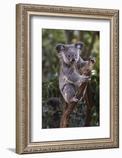 Koala (Phascolarctos cinereus), Lone Pine Sanctuary, Brisbane, Queensland, Australia, Pacific-Michael Runkel-Framed Photographic Print