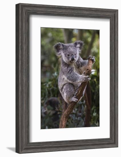 Koala (Phascolarctos cinereus), Lone Pine Sanctuary, Brisbane, Queensland, Australia, Pacific-Michael Runkel-Framed Photographic Print