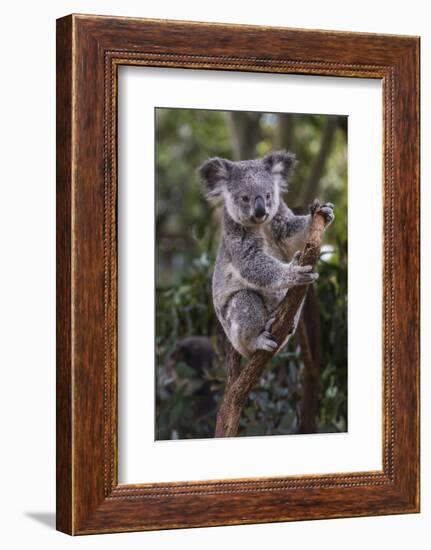 Koala (Phascolarctos cinereus), Lone Pine Sanctuary, Brisbane, Queensland, Australia, Pacific-Michael Runkel-Framed Photographic Print