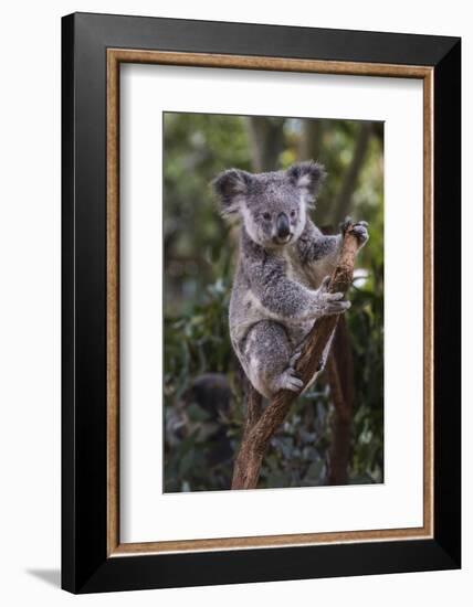 Koala (Phascolarctos cinereus), Lone Pine Sanctuary, Brisbane, Queensland, Australia, Pacific-Michael Runkel-Framed Photographic Print