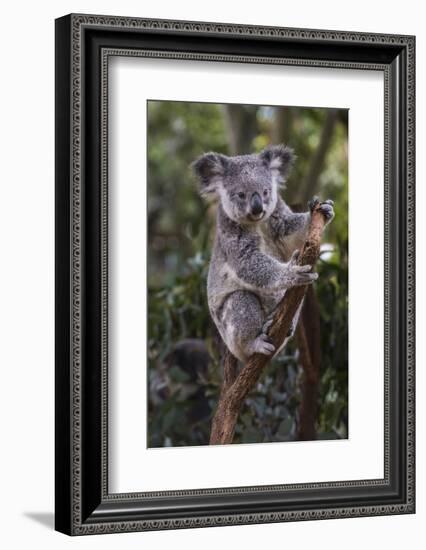 Koala (Phascolarctos cinereus), Lone Pine Sanctuary, Brisbane, Queensland, Australia, Pacific-Michael Runkel-Framed Photographic Print