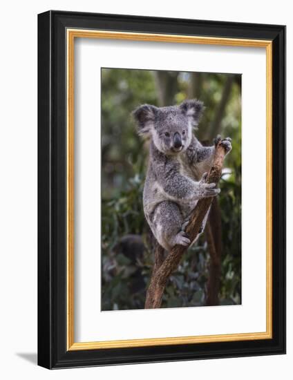 Koala (Phascolarctos cinereus), Lone Pine Sanctuary, Brisbane, Queensland, Australia, Pacific-Michael Runkel-Framed Photographic Print