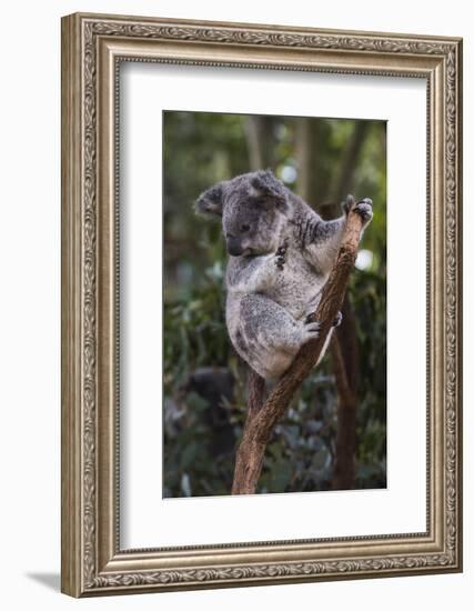 Koala (Phascolarctos cinereus), Lone Pine Sanctuary, Brisbane, Queensland, Australia, Pacific-Michael Runkel-Framed Photographic Print