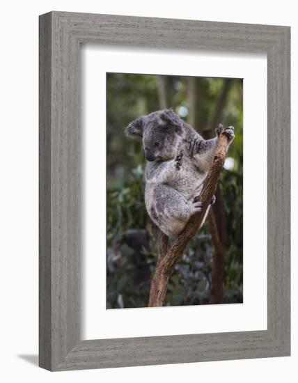 Koala (Phascolarctos cinereus), Lone Pine Sanctuary, Brisbane, Queensland, Australia, Pacific-Michael Runkel-Framed Photographic Print