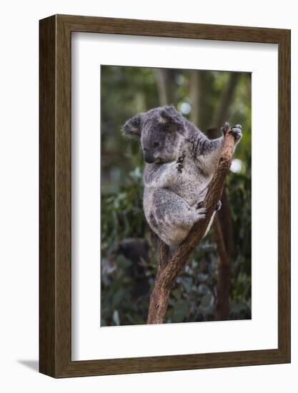 Koala (Phascolarctos cinereus), Lone Pine Sanctuary, Brisbane, Queensland, Australia, Pacific-Michael Runkel-Framed Photographic Print