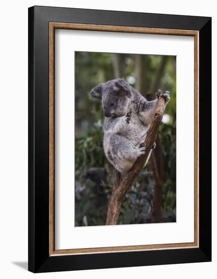 Koala (Phascolarctos cinereus), Lone Pine Sanctuary, Brisbane, Queensland, Australia, Pacific-Michael Runkel-Framed Photographic Print